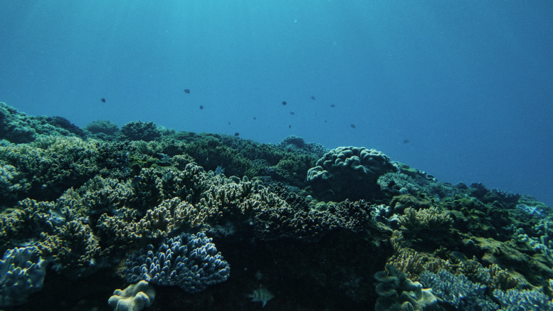 Coral Dive.png
