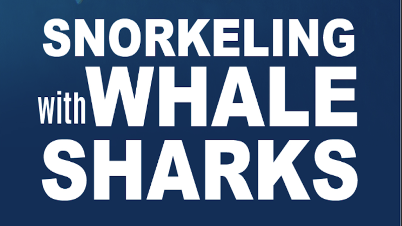 ODR Whale Shark Snorkeling.png