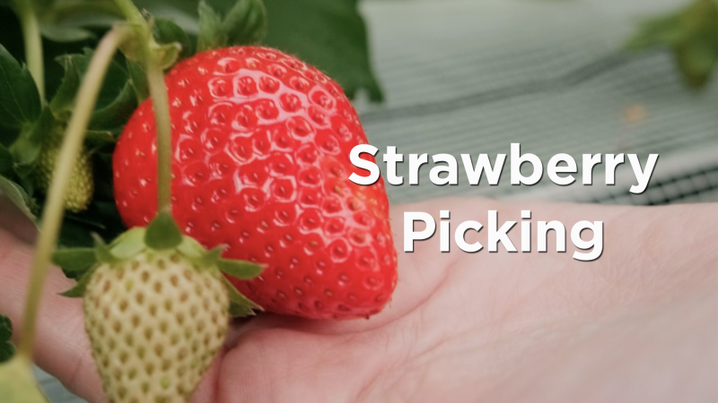 Strawberry Picking_Thumbnail.png